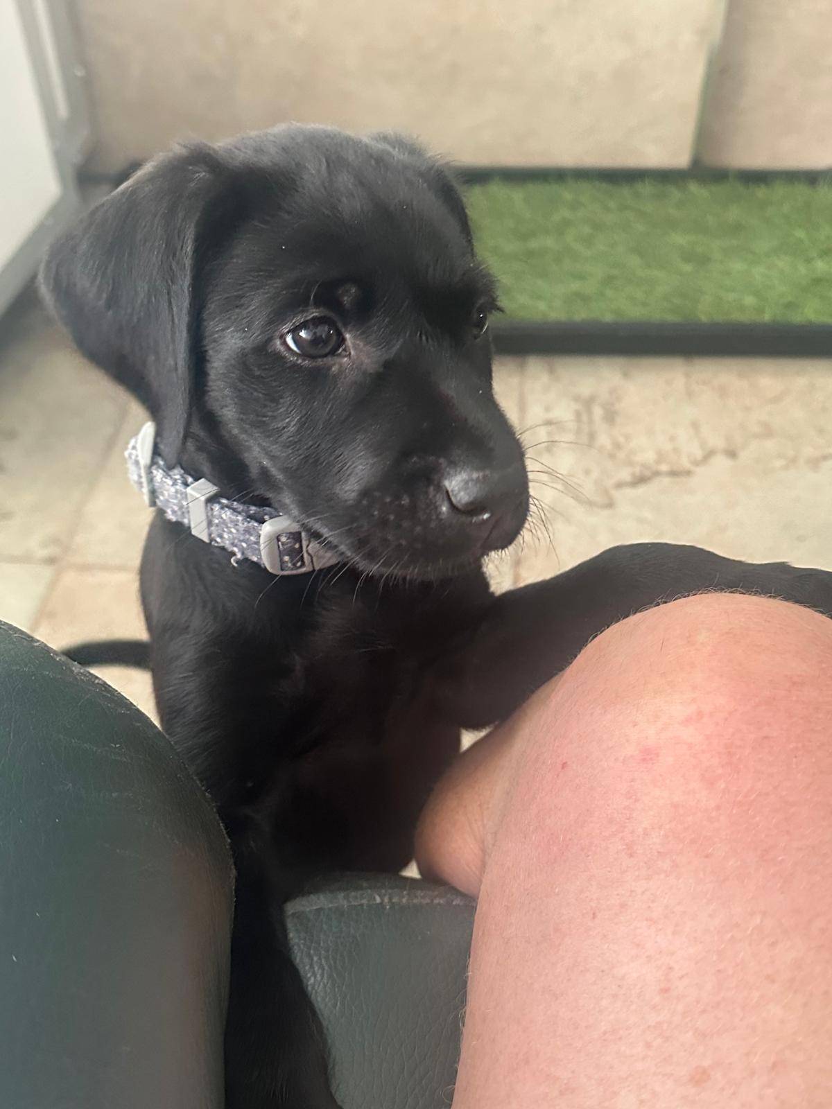 Obie